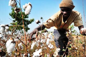 La production de coton du Niger atteint à peine 10 000 tonnes par an. © Issouf Sanogo/AFP