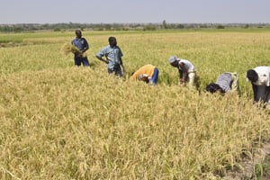 Récolte de riz sur les parcelles de démonstration de Bagrépôle. © Ahmed Ouoba/JA