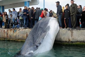 Tunisie: une baleine de 10 mètres prise dans des filets de pêche © AFP
