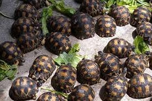 93 à 2800 tortues sont saisies par mois à Madagascar. © AFP