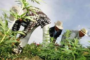 90 000 familles marocaines vivraient encore de la culture du cannabis. © AFP