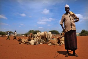 Kenya: satellites de la Nasa et assurance halal protègent le bétail © AFP