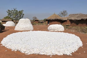 Les rendements ont progressé. Ils représentent désormais entre 900 kg et 1,1 tonne par hectare, contre 644 kg en 2007. © Nabil Zorkot pour les Éditions du Jaguar