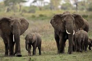 Des éléphants dans la réserve du Serengeti en Tanzanie le 25 octobre 2010. © AFP