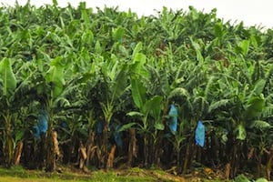 Plantations bananières dans la région de Penja, au Cameroun. © Renaud Van Der Meeren/EDJ