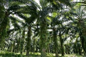 Lorsque les palmiers sont trop grands, ils deviennent inexploitables et sont donc coupés. Ces ‘déchets’ verts serviront à alimenter la centrale électrique. © AFP