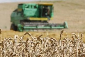 Cette année, Les récoltes céréalières marocaines devraient atteindre 6,7 millions de tonnes. © Vasily Fedosenko/Reuters
