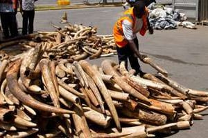 Deux tonnes de défenses d’éléphants découvertes au Kenya. © Ivan Lieman / AFP