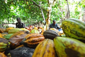 En 2013-2014, la hausse de la production nationale de cacao permettra à l’Etat ivoirien d’engranger plus de 308 milliards de F CFA. © Kambou Sia/AFP