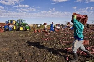 Au Maroc, le secteur agricole emploie environ 43% de la population active. © AFP