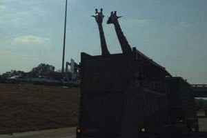 Les deux giraffes transportées sur l’autoroute menant à Prétoria, en Afrique du Sud. © Pabi Moloi/Twitter