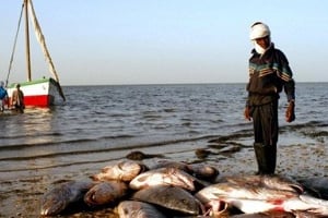 Le secteur mauritanien de la pêche représenterait selon les statistiques nationales près de 20 % des recettes budgétaires du pays. © Marie-Laure Josselin/AFP