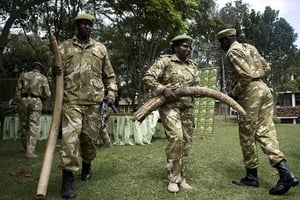 La technologie pour protéger éléphants et rhinocéros du braconnage en Afrique © AFP