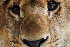 Les lions sont officiellement classés comme espèce vulnérable. © AFP