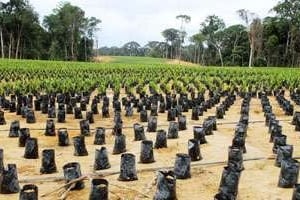 Une plantation de palmiers à l’huile au Gabon. © Xavier Bourgeois / AFP