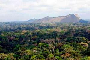 La forêt vierge s’étend jusqu’aux frontières avec le Cameroun et le Congo. © DR