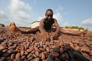 Côte d’Ivoire: 2014, année de tous les records pour l’agriculture © AFP