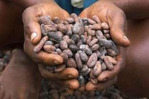 Selon les autorités ivoiriennes, les revenus des paysans du café-cacao ont augmenté de 7,5 % entre 2010 et 2013, passant de 1200 à environ 1300 milliards de francs CFA. © AFP