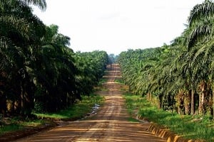 Siat Gabon cultive 6 500 hectares de palmiers à huile. DR