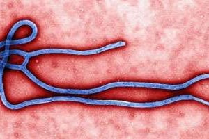 Le virus Ebola. © AFP