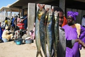 La pêche occupe environ 17 % de la population active au Sénégal. © Tom Hannen/Wikimedia Commons