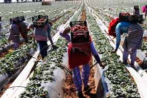 Le secteur agricole contribue à 14 % du PIB du Maroc. © Youssef Boudal/Reuters