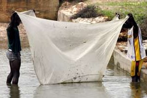 Les mailles fines permettent de ramasser jusqu’aux oeufs de poissons. © GEORGES GOBET / AFP