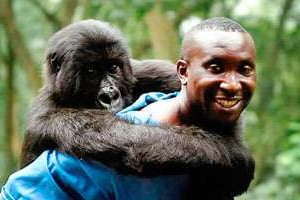 Virunga, beaucoup plus qu’un film su la protection des gorilles. © DR