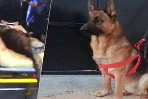 Akil, chien de la brigade canine, est mort en héros lors de l’attentat du Bardo à Tunis. © Twitter