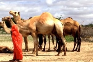 En 2011, la sécheresse a entraîné la mort de nombreuses têtes de bétail ainsi que la première famine du 21e siècle © AFP.