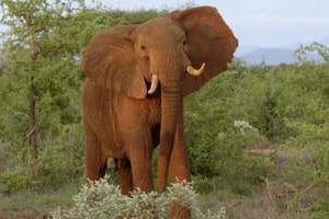 Un éléphant dans le parc de Tsavo, Kenya, 7 janvier 2012. © Gerard Guittot/AFP