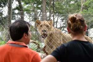 Côte d’Ivoire: avec ses nouveaux lions, le zoo d’Abidjan revit © AFP