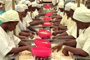 Olam a ouvert en 2012 la principale usine de transformation de la noix, à Dabakala. © Reussite