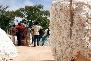 Au Bénin, un tiers de la population tire ses revenus de la filière du coton © Ahmed Ouaba/Panapress.