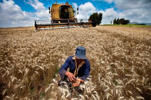 L’Afrique subsaharienne a augmenté sa production de céréales de 24 millions de tonnes depuis 2008 (ici, du blé au Kenya). © Trevor Snapp/Bloomerg via Getty Images