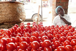 Le marché du frais, au Sénégal, ne permet d’écouler qu’une fraction de la production de tomates. © FAO/Flickr