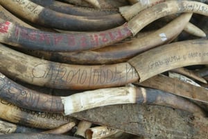 Gabon: 300 kg d’ivoire d’éléphant dérobés dans un tribunal © AFP