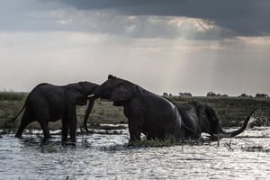 Le Botswana, le pays où les éléphants sont des « réfugiés politiques » © AFP