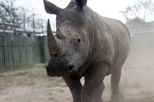 Un rhinocéros au parc national Kruger le 2 mars 2015. © Stefan Heunis/AFP