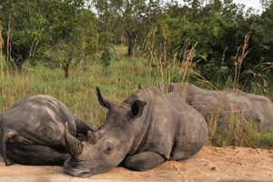 Des rhinocéros dans le parc Kruger, le plus touché par le braconnage en Afrique du Sud. © Issouf Sanogo/AFP