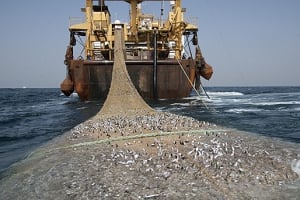 Sur 114 cas de pêche illégale répertoriés par Greenpeace, 60 sont liés à l’entreprise China National Fisheries Corporation (CNFC). © Greenpeace