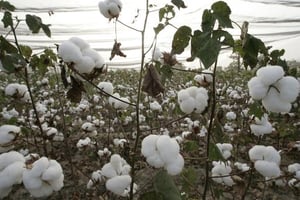 Burkina: manifestation contre Monsanto et les OGM © AFP