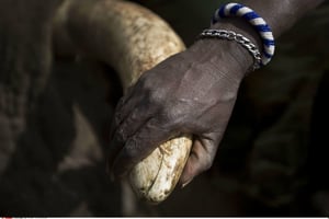Le braconnage servirait à financer un groupe séparatiste, selon le gouvernement kényan. © Ben Curtis/AP/SIPA