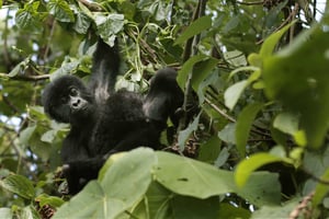 L’ONG Global Witness accuse Soco International d’avoir payé un militaire congolais pour faciliter l’accès au parc des Virunga. © Jerome Delay/AP/SIPA
