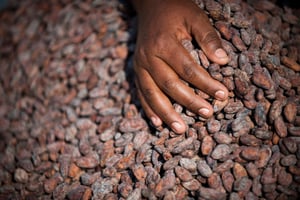La production de cacao du Cameroun a progressé grâce, notamment, à une amélioration de la rémunération des planteurs. © Léo Ramirez / AFP