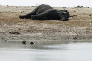 La carcasse d’un éléphant empoisonné le 27 septembre 2013, au Zimbabwe. © Philimon Bulawayo/Reuters