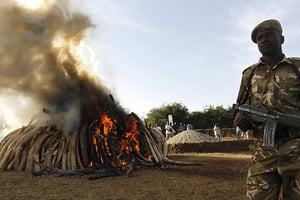 Un ranger assiste à l’incendie de 15 tonnes d’ivoire. © Thomas Mukoya/Reuters