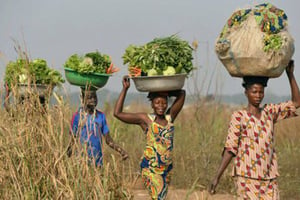 Centrafricaines allant vendre leurs légumes au marché de Bangui. © Miguel Medina/AFP