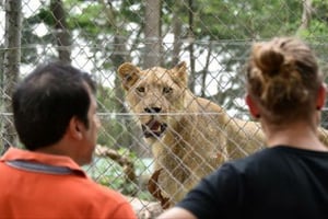 Tout comme au Moyen-Orient, les lions du zoo d’Abidjan ont souffert de la guerre. © AFP