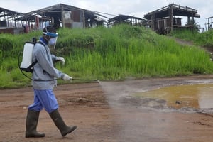 Un agent sanitaire asperge la route de désinfectant près de Monravia en juillet 2015. © Abbas Dulleh/AP/SIPA